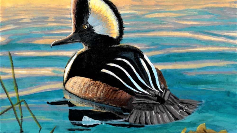 jr-duck-winner