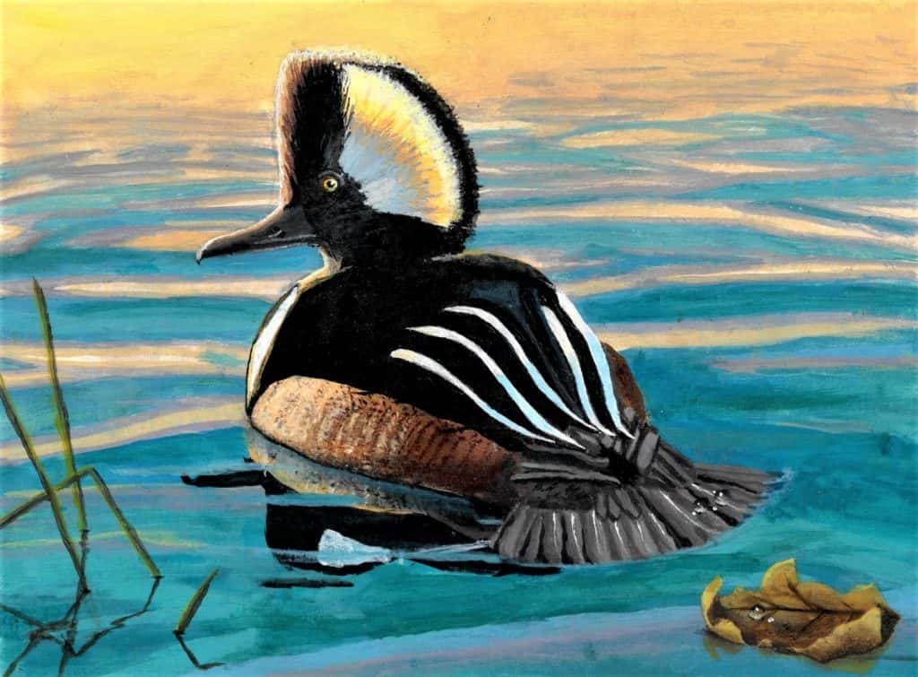 12 Year Old Wins Jr. Duck Stamp Contest 35 Henry Co. Students