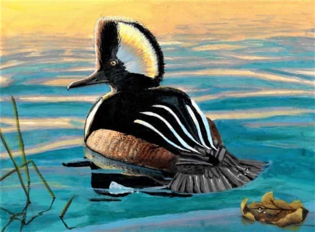jr-duck-winner