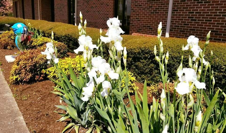 library-irises