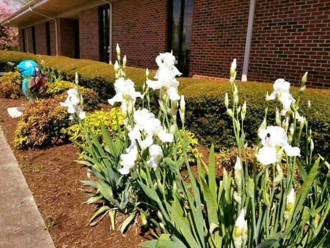 library-irises