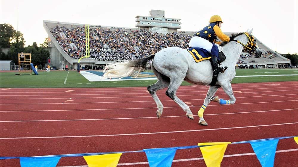 msu-horse