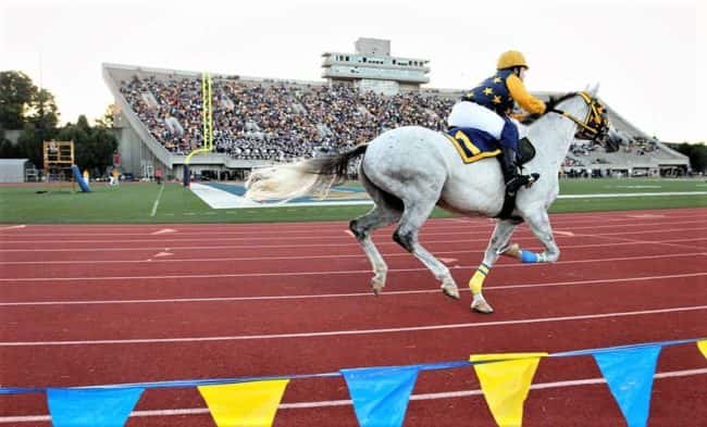 msu-horse