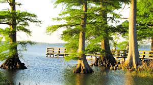 reelfoot-lake-st