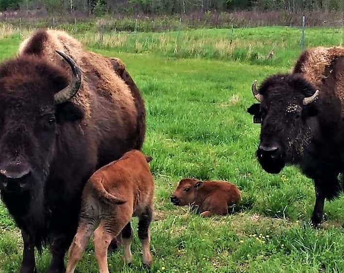 lbl-baby-bison