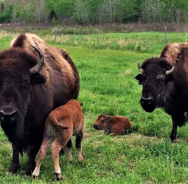 lbl-baby-bison