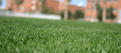 turf-grass