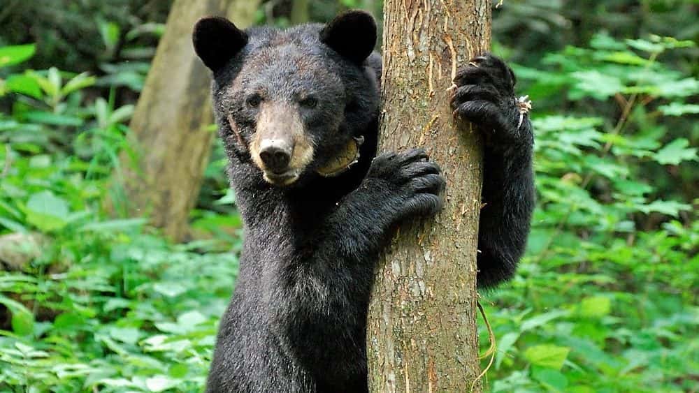 bear