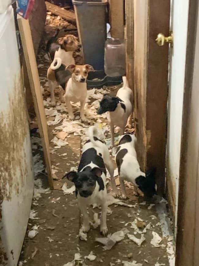 Some 50 Dogs Rescued From Paris Home Radio Nwtn
