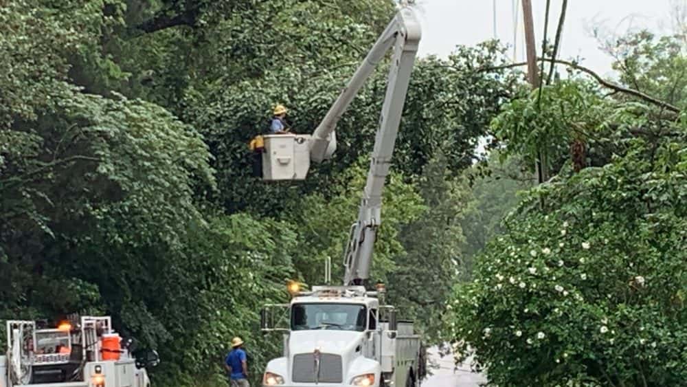 ogburn-tree-down