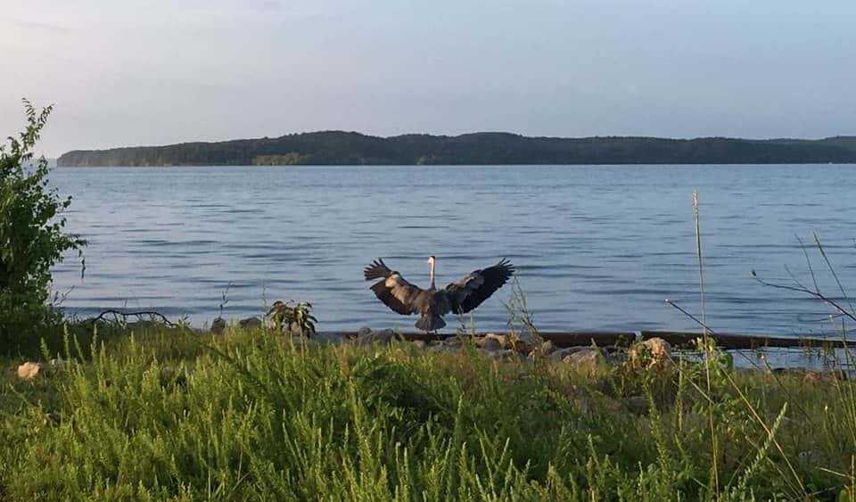 refuge-bird