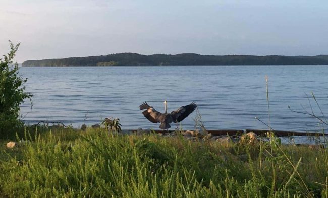 refuge-bird