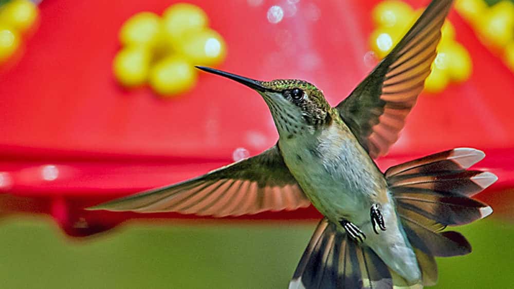 hummingbird-lbl