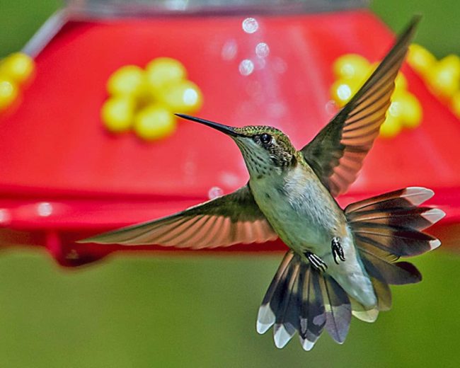 hummingbird-lbl
