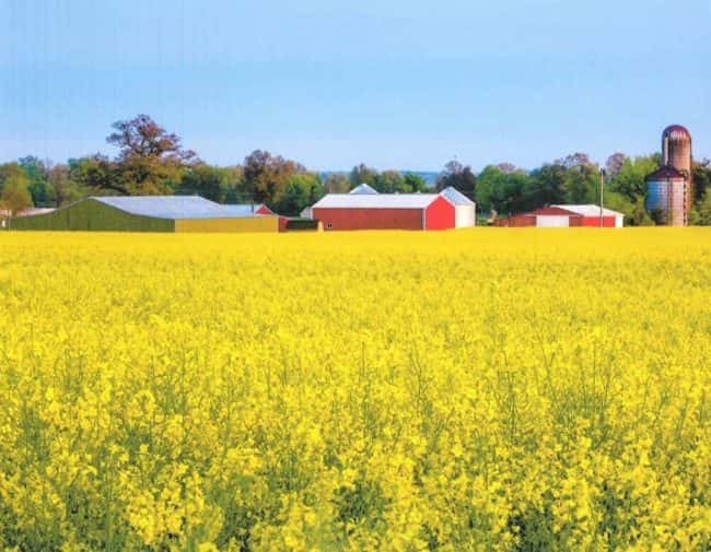 Henry County's Lee Farms Named To Century Farms Program 