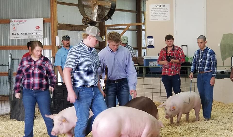 hc-fair-hogs