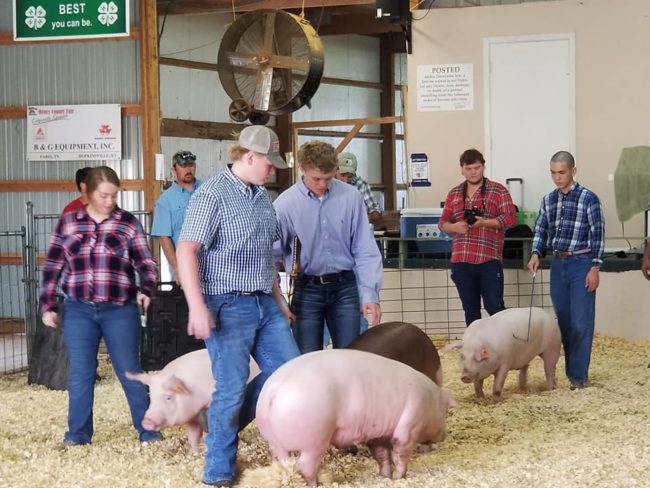 hc-fair-hogs