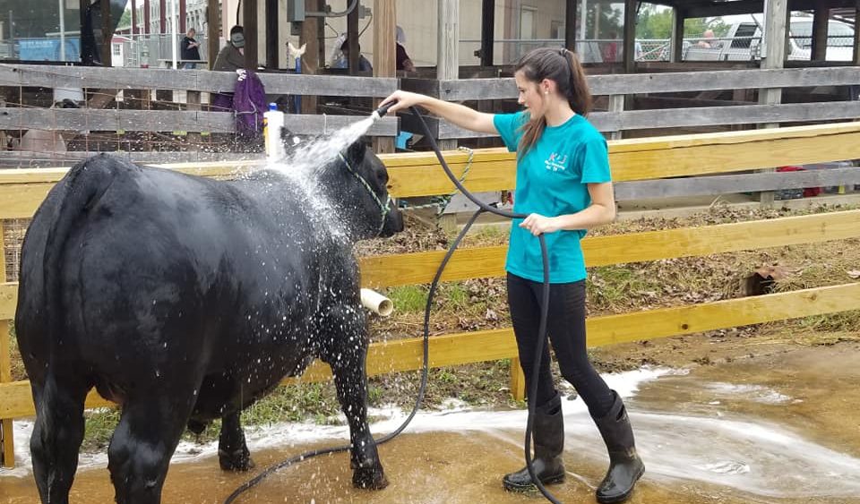 hc-fair-ashley-koch-steer