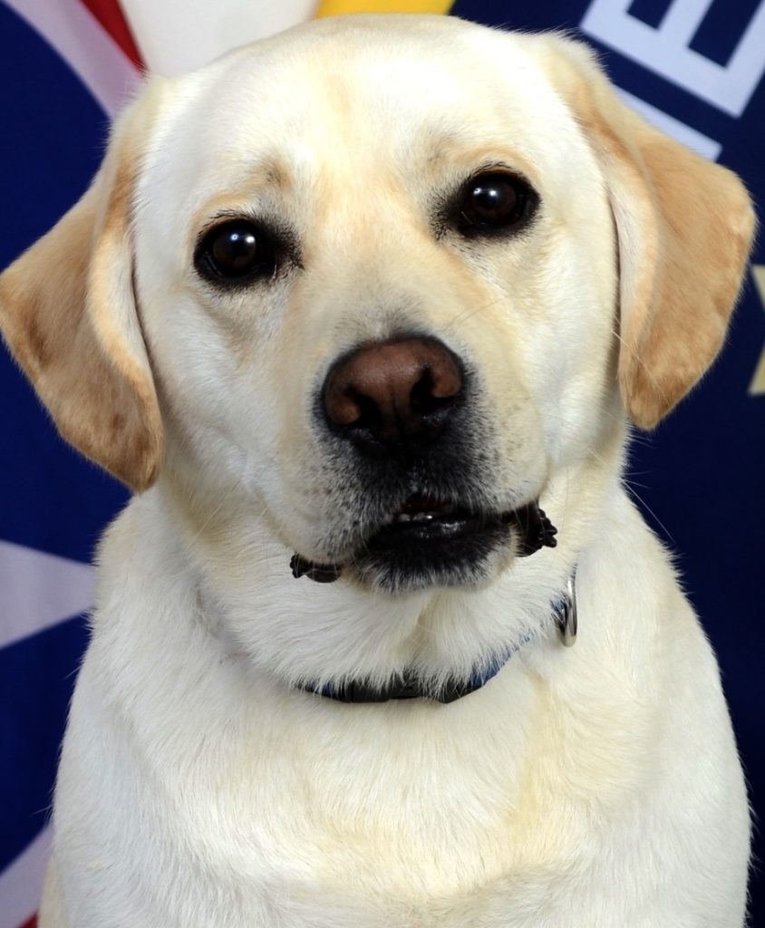 TBI Zeus, First Electronic Storage Detection K9 radio NWTN