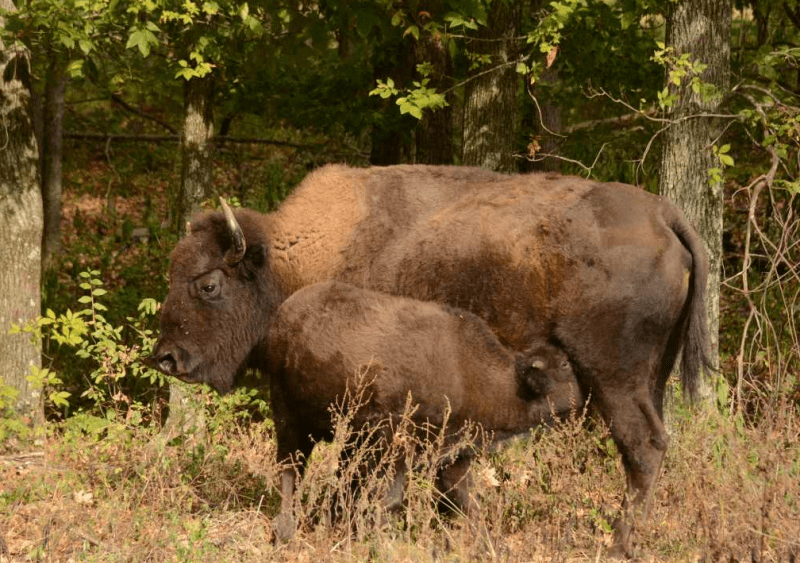 lbl-elk-and-bison