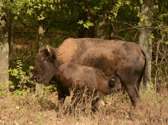 lbl-elk-and-bison