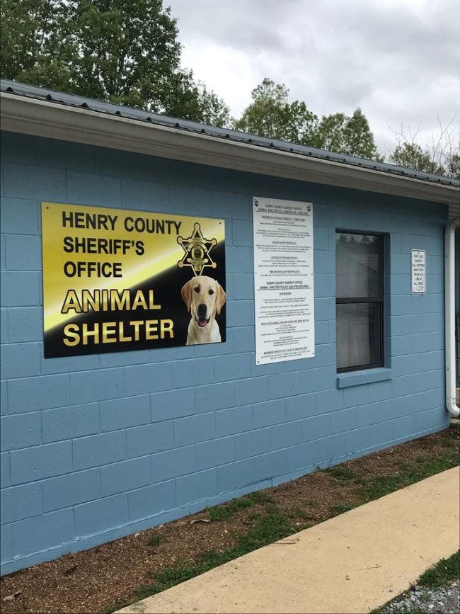 animal-shelter