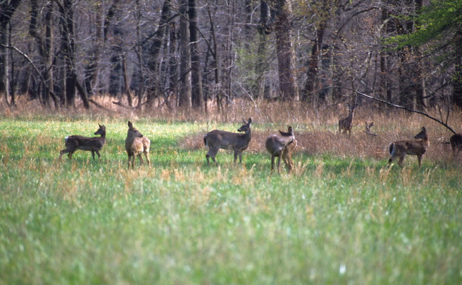 deer-ky