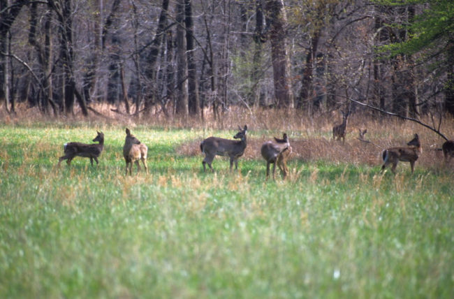 deer-ky