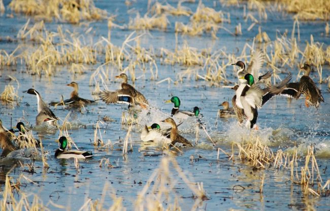refuge-mallards