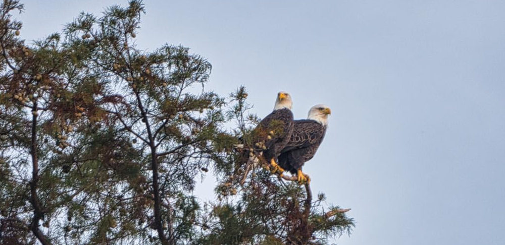 reelfoot-eagles