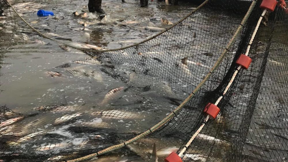 asian-carp-removal-ky-lake-w-ky-fisheries