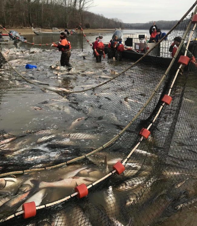 asian-carp-removal-ky-lake-w-ky-fisheries