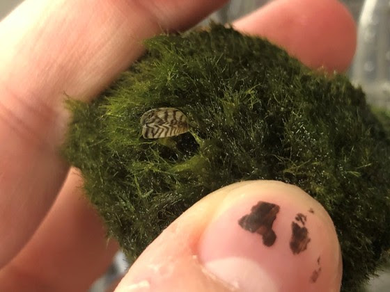 aquarium-moss-balls