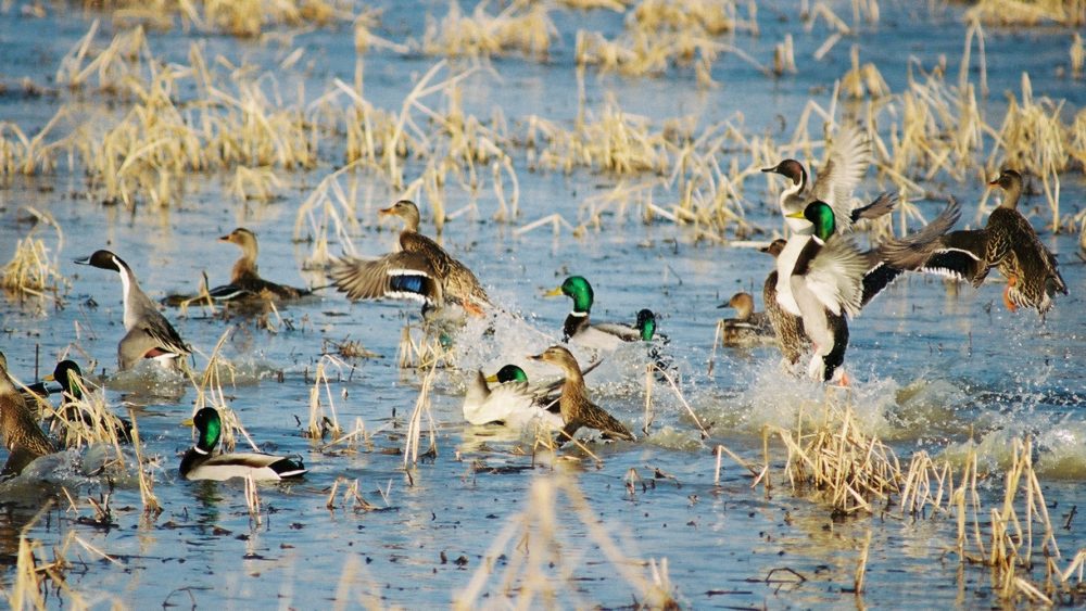 refuge-mallards-2
