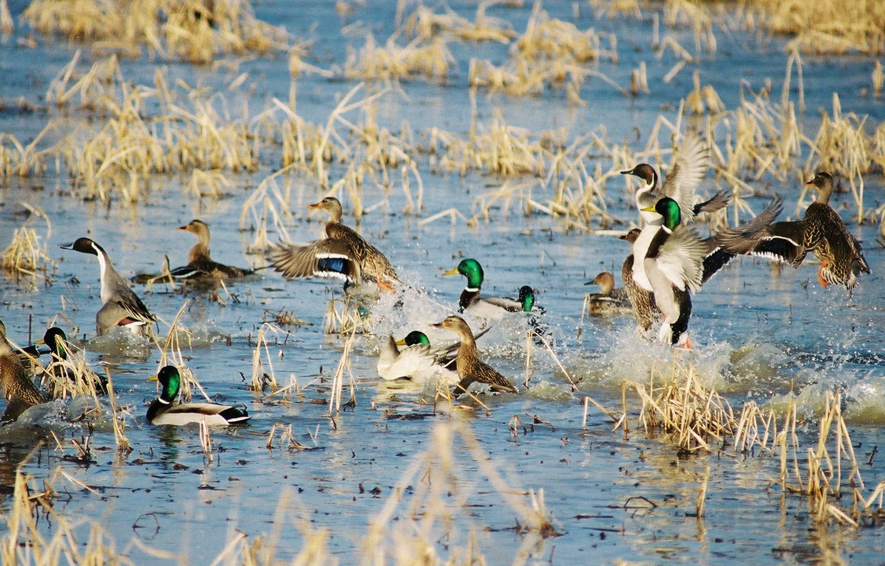 refuge-mallards-2