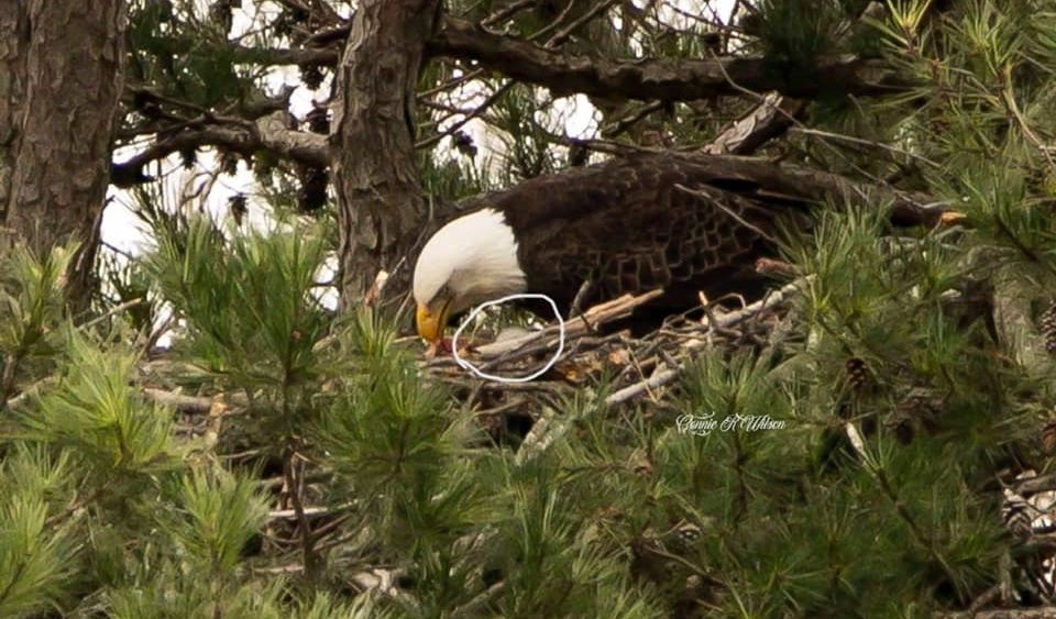 ft-d-eagles-connie