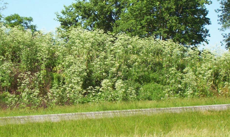 poison-hemlock