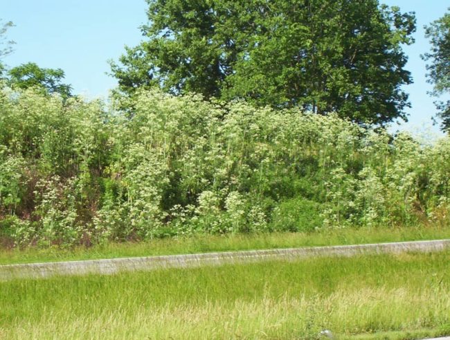 poison-hemlock