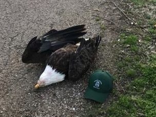 bald-eagle-death