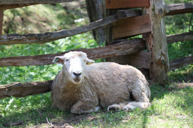 lbl-sheep