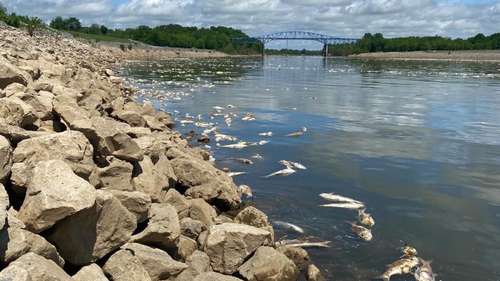 west-ky-fisheries-fish-kill