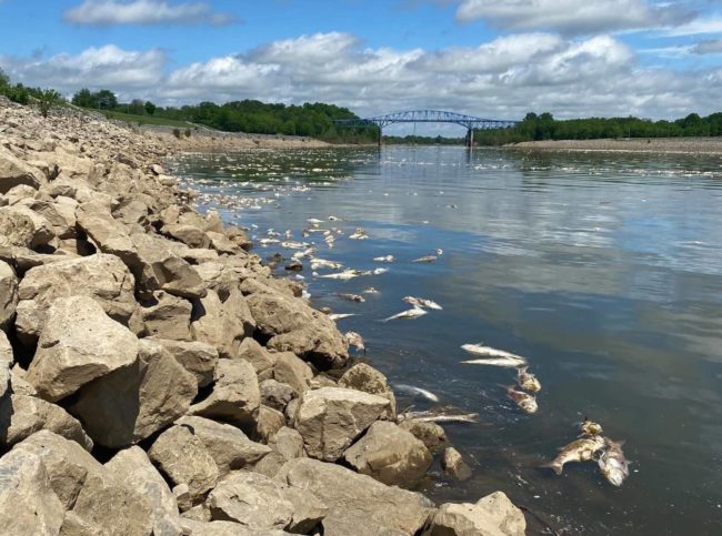 west-ky-fisheries-fish-kill