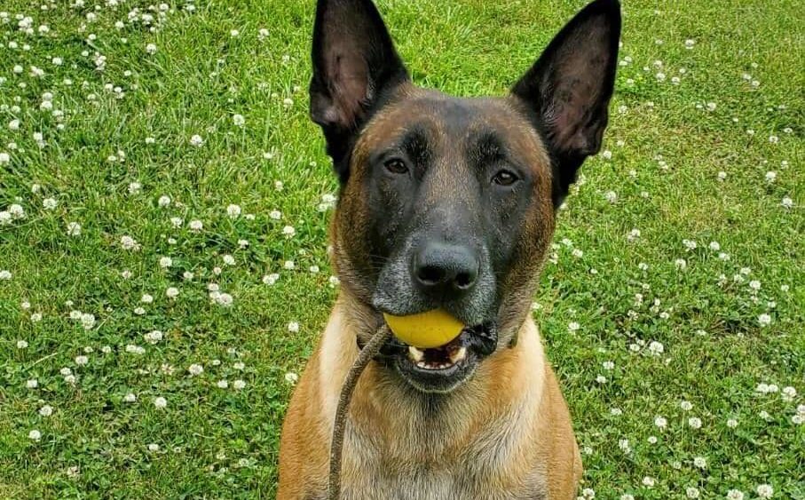 stew-co-k9-harry