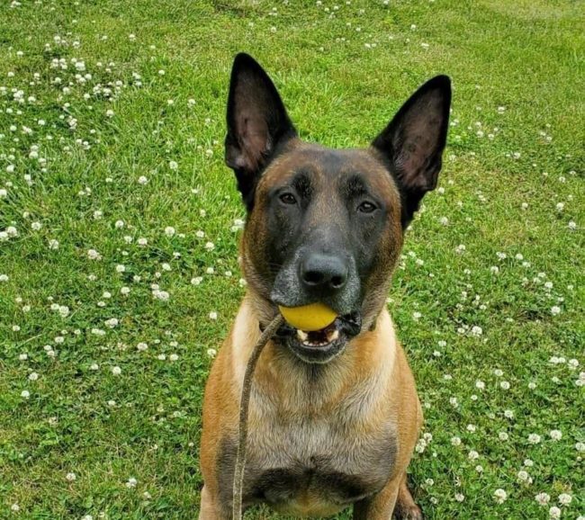 stew-co-k9-harry