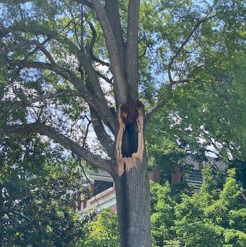 city-tree-dead