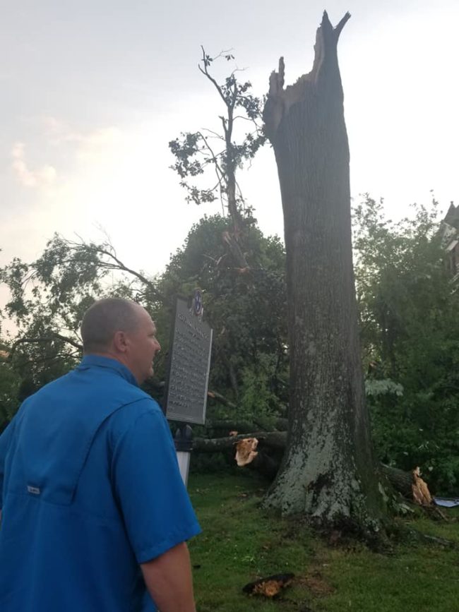 cth-trees-john-p-look-over