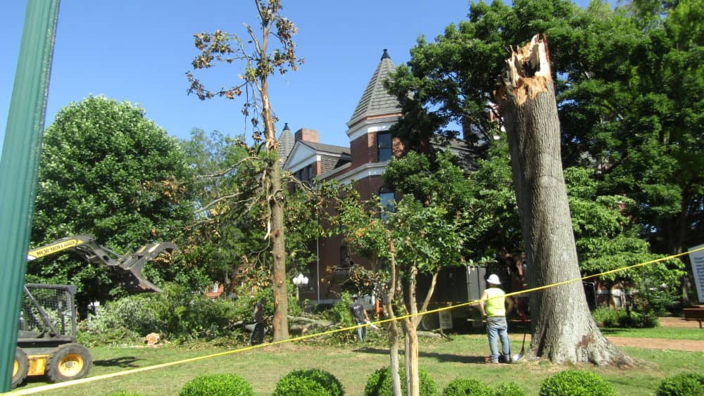 cth-tree-down-june-14