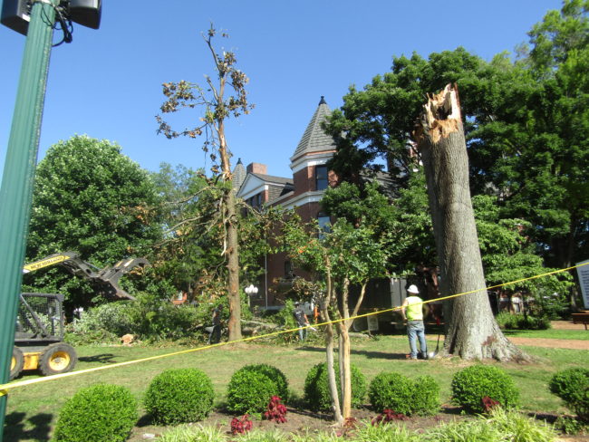 cth-tree-down-june-14