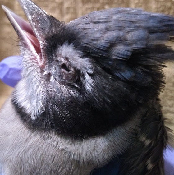 ky-bird