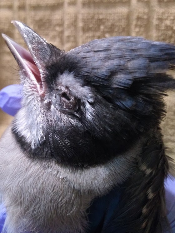 ky-bird